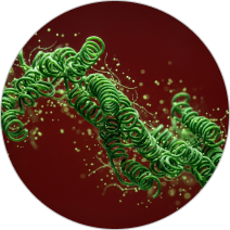 Espirulina